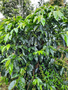 Joconte Estate - Honduras