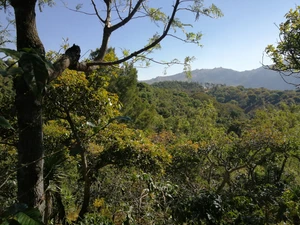 Fincas de Mujer - Guatemala