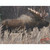 DuraMesh DM214 Archery Target Moose, 25 x 32 Inches, Brown