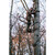 Trophy Treestands TL104 Strike Eagle Ladderstand, Single Person, 18 Feet, Brown
