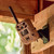 Moultrie MMC-14203 Edge 3 Cellular Trail Camera, Brown, 2 Pack
