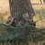 Allen Company 25355 Die-Cut Camouflage Blind Material, 10 Feet x 58 Inches, Olive and Brown