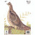 Maple Leaf Press NFA-23 NFAA Animal Faces Group 4 Grouse, Brown