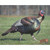 DuraMesh DM217 Archery Target Turkey, 25 x 32 Inches, Multicolor