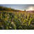 Domain LSFP5 Landing Strip Seed 1/4 Acre, Brown