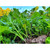 Domain WMFP2 Wingman Seed 1/4 Acre, Brown