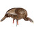 Avian-X AVX-AVX8107 HDR Feeding Hen Decoy, Brown