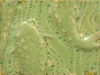 TH-1 High Fire Texturizer