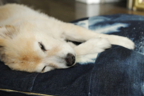 Tell Me Your Dreams Dog Bed