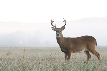 The Best States for Public Land Whitetail Deer Hunting