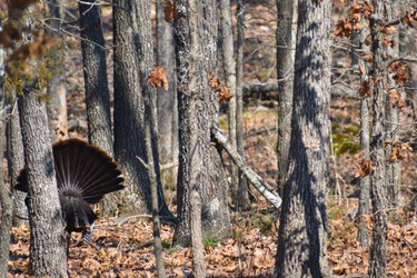 Best Turkey Calls: Box, Slate, and Mouth Calls Explained