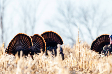 How to Scout for Turkeys Before the Season Starts