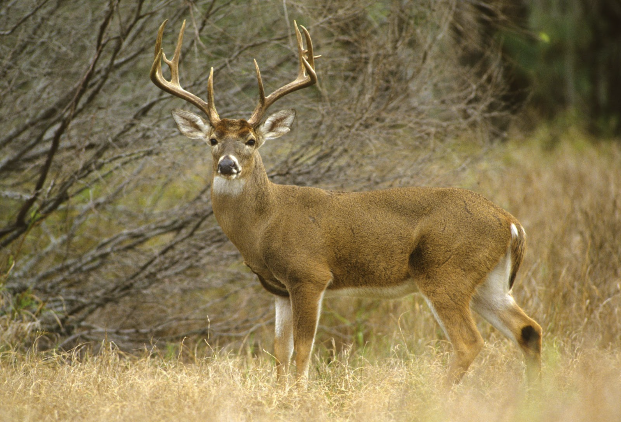 image of white tail buck with large antlers in the brush at the end of the woods