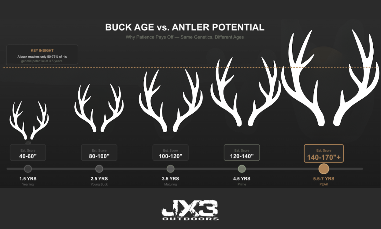infographic for buck age vs antler potential