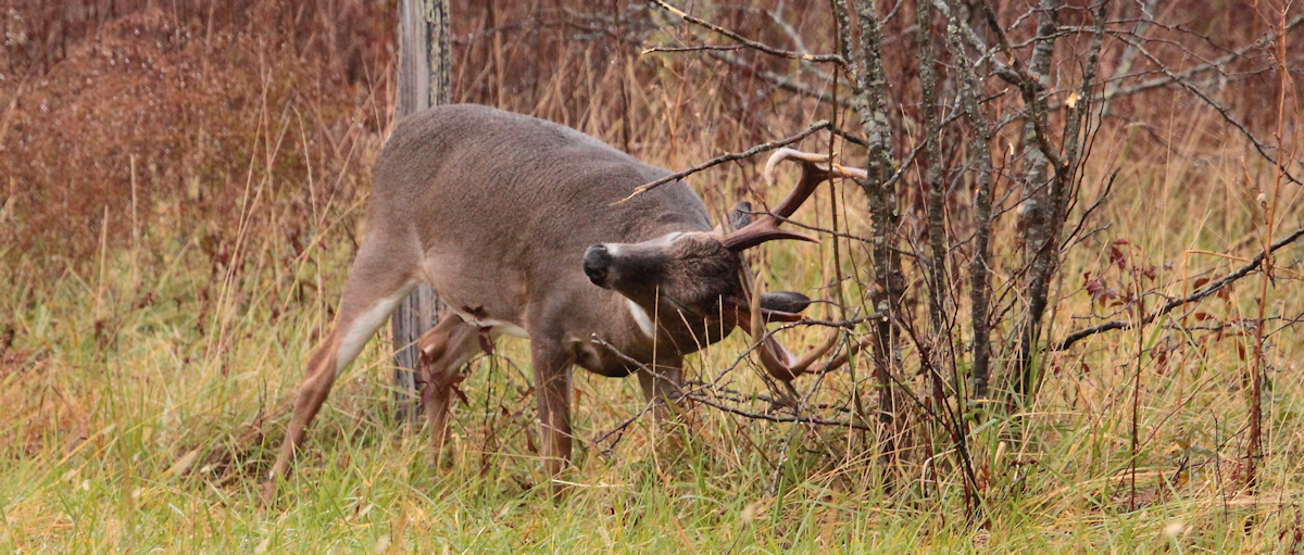 Hunting Game Trails | Deer Hunting Tactics | Buck Rubbing