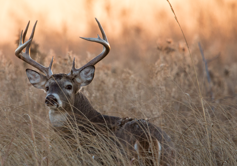 rut hunting whitetails with JX3 Outdoors | JX3 Outdoors Saddle Hunting Products