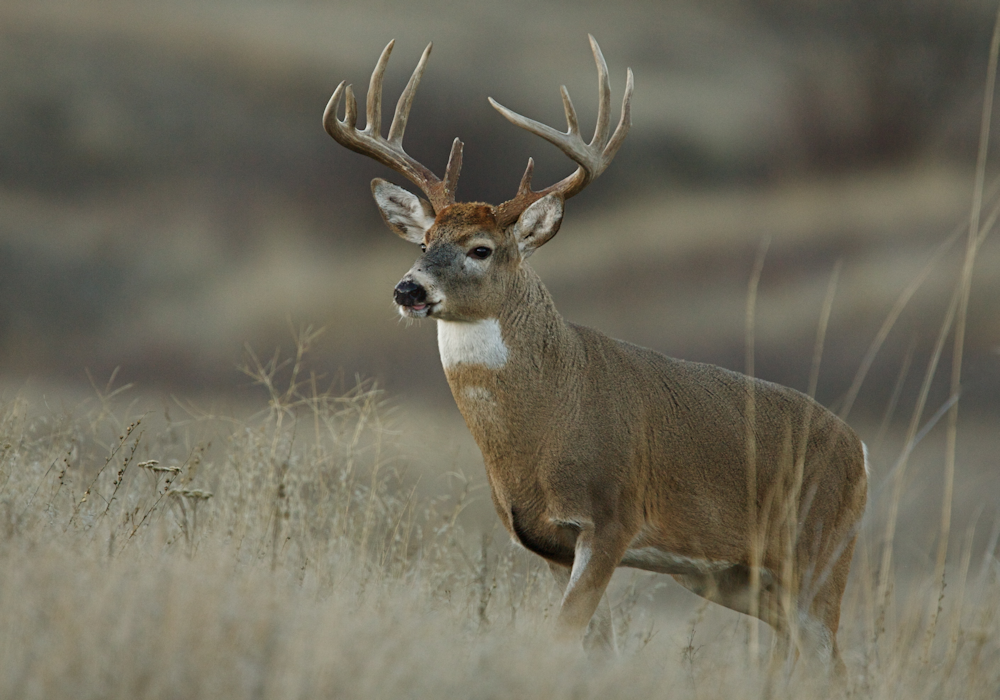 General Whitetail Hunting Q&A | JX3 Outdoors Saddle Hunting Products