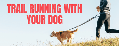 Trail Running With Your Dog - The Ultimate Guide