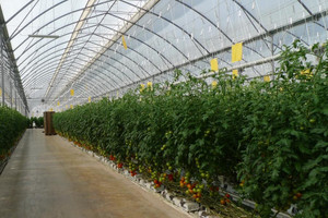 DV-LUX DIFFUUS 10.5M X 200M TUV 3734 AF