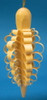 Wooden Shaved Pinecone German Ornament – alternate view of the Christmas ornament