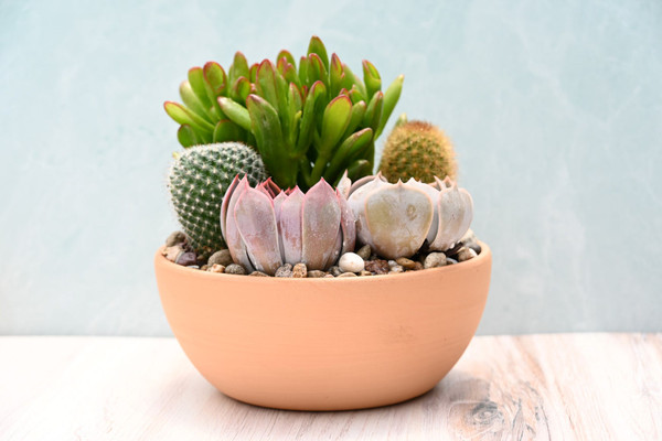 Terracotta Succulent Garden