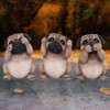 Nemesis Three Wise Pugs