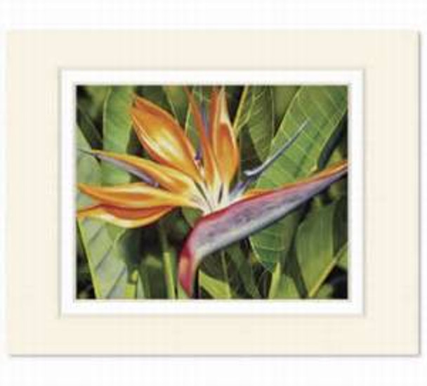 Bird of Paradise Matted Print 11" x 14" - 1817946000