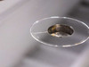 ICT Axxicon CD Injection Mold Head from Netstal Discjet (CI CD 120 034SP)