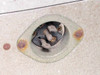 Photogenic Speed-Lite power base Amphenol flash connector socket closeup showing corrosion and rust around mounting area