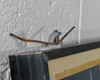 Close-up of mounting hardware on top edge of Yingli solar panel frame showing cut cable end that requires new MC4 connector