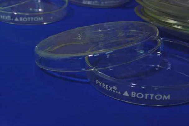 Close-up of Pyrex USA glass petri dish bottoms showing 'PYREX USA BOTTOM' marking; slight yellowing visible on some older glass pieces