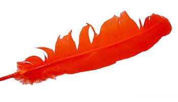 Orange Feather 12" Orange Feather 12"