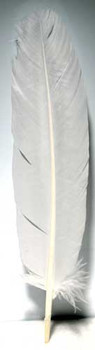 (set Of 10) White Feather 12" (set Of 10) White Feather 12"