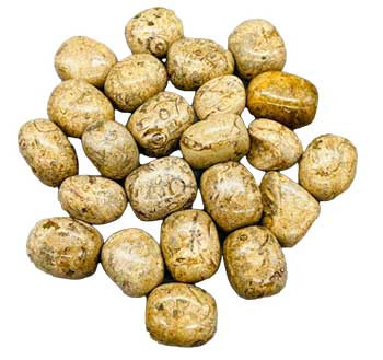 1 Lb Coral, Fossil Tumbled 1 Lb Coral, Fossil Tumbled