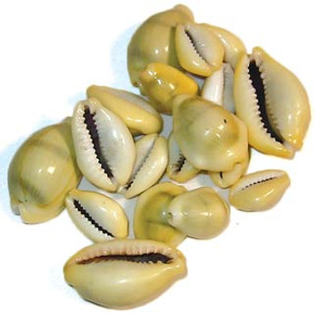 Cowrie Shells 18 Pcs