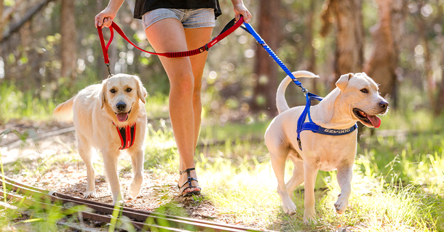 collars harnesses & leashes