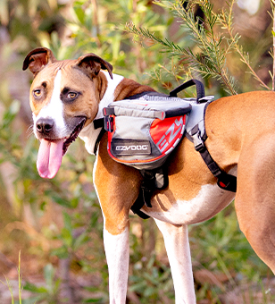 Dog Harnesses, Dog Leash, Shock Absorbing Dog Leash