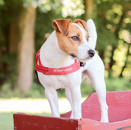 Dog Harnesses, Dog Leash, Shock Absorbing Dog Leash