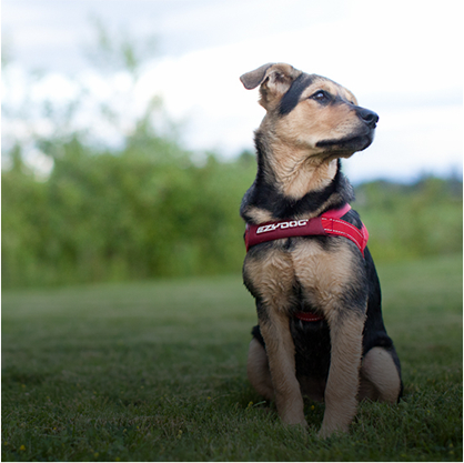 easy on harness dog