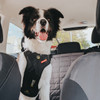 Dog in back seat wearing Drive car harness