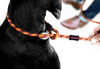Luca Leash - Dog Collar Leash Combo