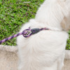 Luca Leash Purple On White Dog