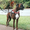 Express Harness With UpFront Leash Attachment and Vario 6 Leash