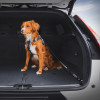 Dog in back of vehicle restrained with Click Cargo restraint