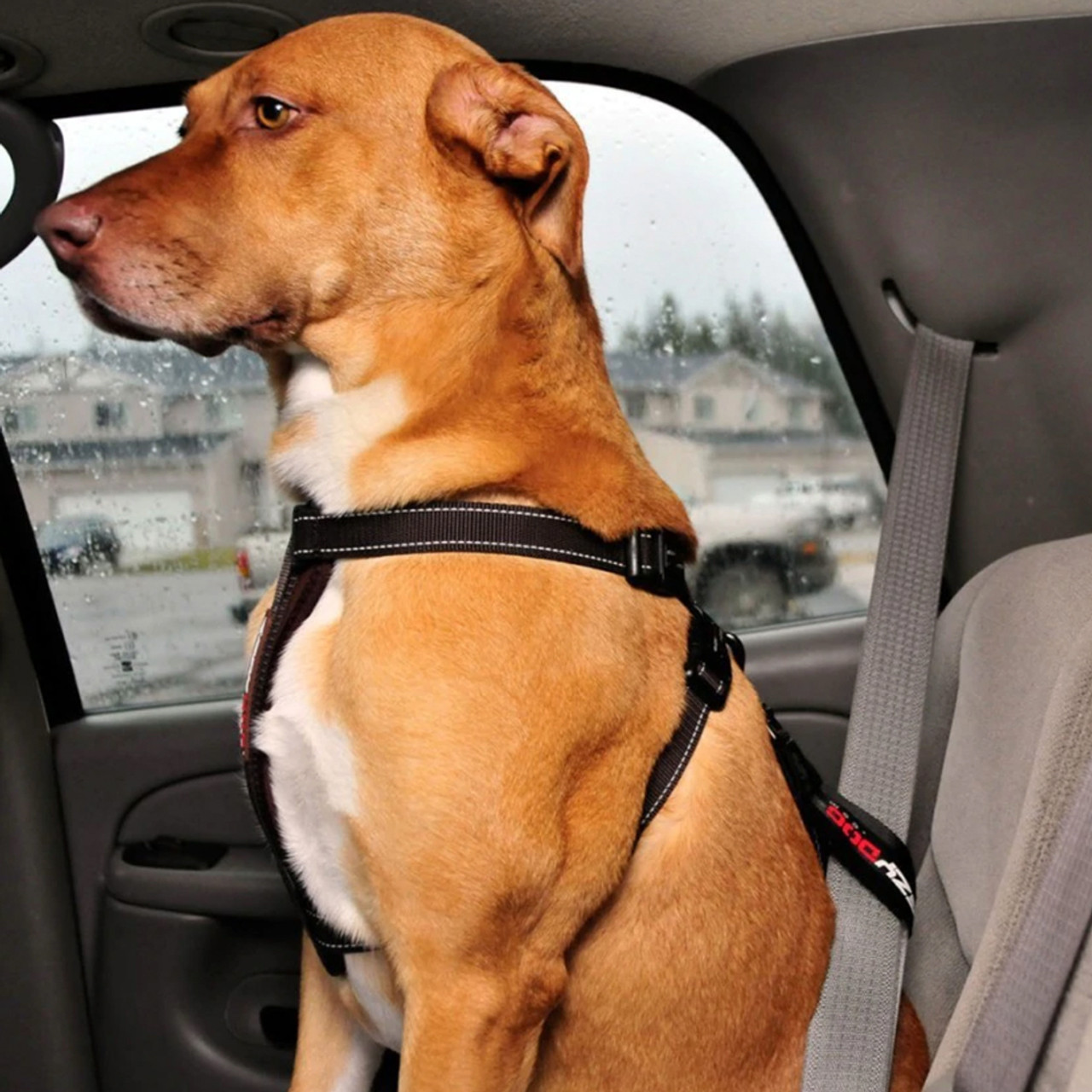 dog seat belt large dog