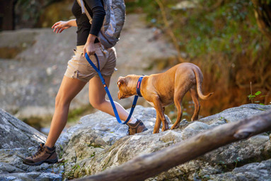 How to Leash Train a Dog