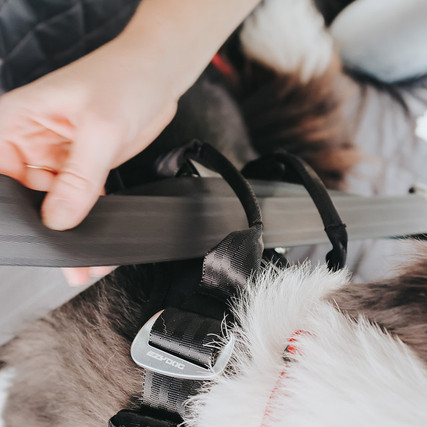 Custom Dog Car Seat Belts (Wholesale)