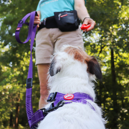 8 Best Dog Training Clickers of 2023