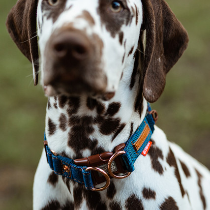 Ezydog sales denim collar