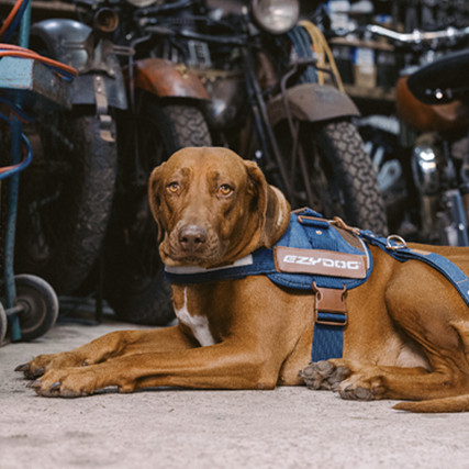 K9 Wear Dog Harness, Denim Jacket, and Vegan Leather Jacket, Size M, Gift  Set | eBay